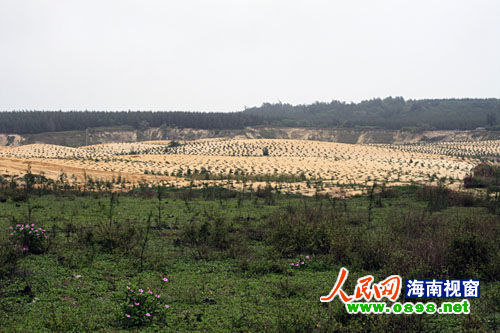 文昌開采鈦礦已經(jīng)有多年，目前中國(guó)每年鈦材年需求量在二點(diǎn)五至三萬(wàn)噸，而國(guó)內(nèi)年鈦產(chǎn)量只有一千五百至兩千噸，市場(chǎng)缺口巨大。在國(guó)內(nèi)市場(chǎng)上，一噸鈦金屬粉的價(jià)格是六十萬(wàn)元人民幣，國(guó)際市場(chǎng)更高達(dá)每噸八十萬(wàn)美元。正是因?yàn)殁伒V的極大利潤(rùn)，才讓很多人對(duì)挖采鈦礦趨之若鶩。