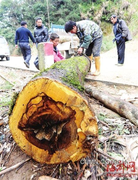 被砍的樹木被村民追回。